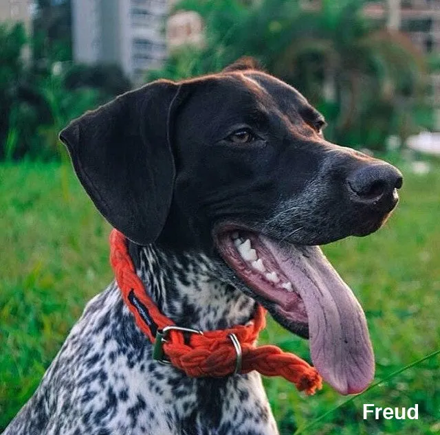 Braided Fisherman Collar and Leash